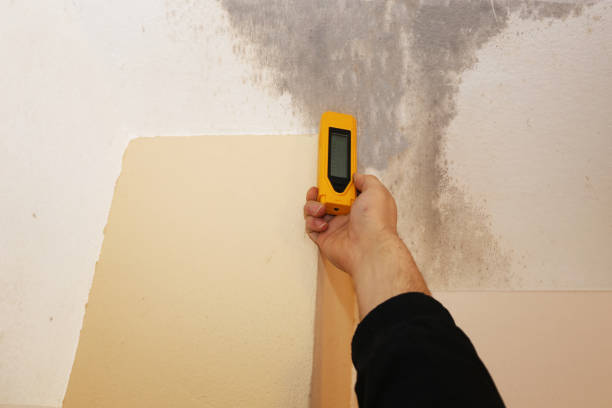Best Post-Construction Mold Inspection  in Grapeland, TX
