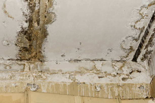 Best Mold Removal for HVAC Installations  in Grapeland, TX