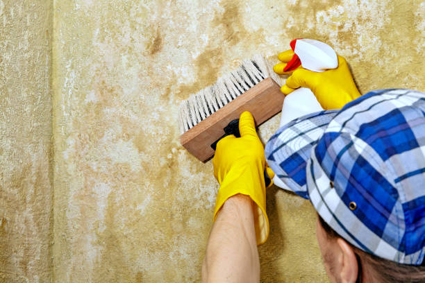 Best Mold Odor Removal Services  in Grapeland, TX