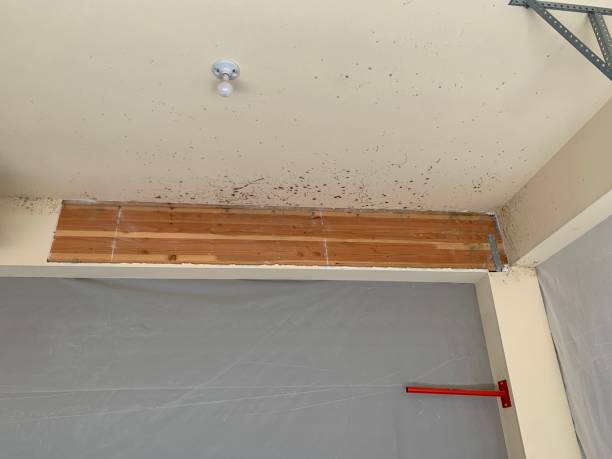 Best Attic Mold Removal  in Grapeland, TX