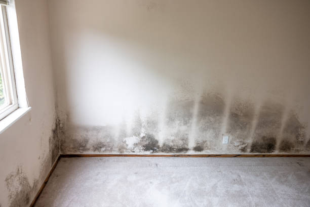 Best Mold Removal for HVAC Installations  in Grapeland, TX