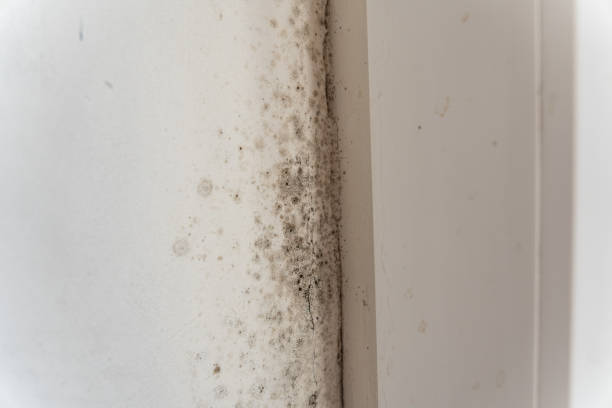 Best Emergency Mold Remediation  in Grapeland, TX